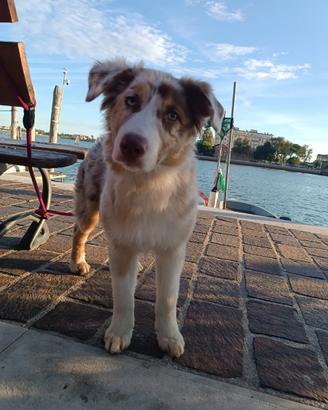 Pastore Australiano cuccioli