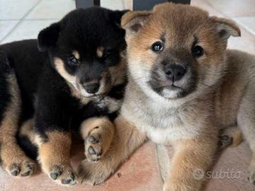 Shiba Inu vavaci e simpatici