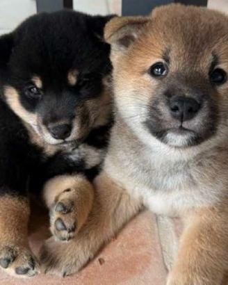 Shiba Inu vavaci e simpatici