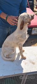 Setter inglese