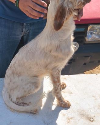 Setter inglese
