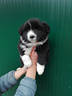 cuccioli-border-collie-con-pedigree-top