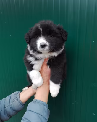 Cuccioli border collie con pedigree top