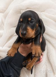 Cucciolo maschio di Bassotto nero focato