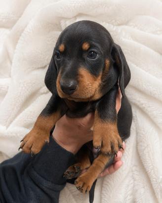 Cucciolo maschio di Bassotto nero focato