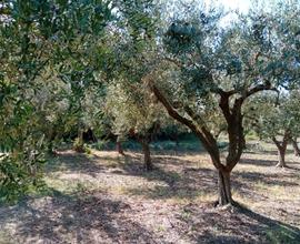 Terreno agricolo