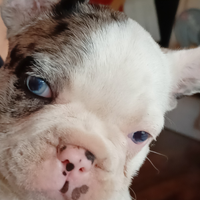 Bulldog francese white blu