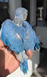 Pappagalli parlanti giocherelloni