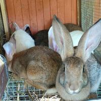 Vendita conigli