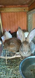 Vendita conigli