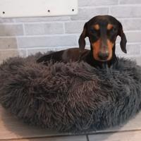 Bassotto Kaninken per monta