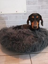 Bassotto Kaninken per monta