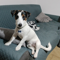 Jack Russell con pedigree per accoppiamento