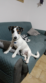 Jack Russell con pedigree per accoppiamento
