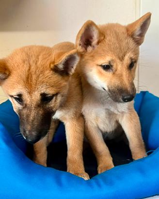 Shiba 2 mesi ( cuccioli italiani)