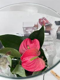 Anthurium Viola con Grande Vaso in vetro