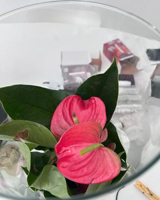 Anthurium Viola con Grande Vaso in vetro