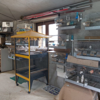 "Canarini Mosaico a prezzo speciale - Bellezza e m