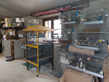 "Canarini Mosaico a prezzo speciale - Bellezza e m