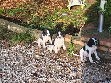 cuccioli Beagle incrociati 