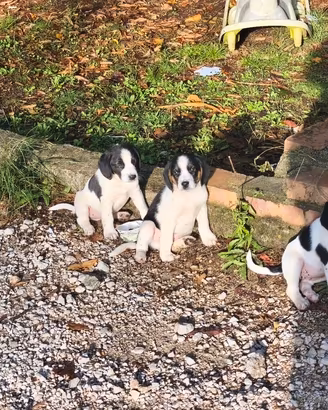 cuccioli Beagle incrociati 