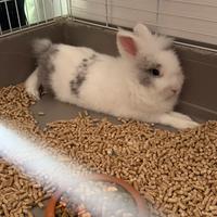 Coniglio nano testa di leone