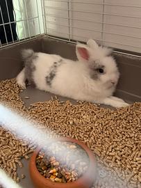 Coniglio nano testa di leone