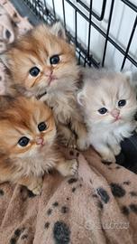 Gattini british longhair