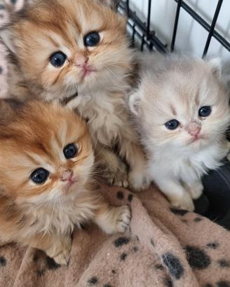 Gattini british longhair