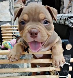 American Bully pocket