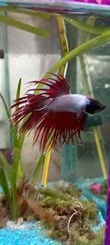 Betta (pesce Combattente) e Bettiere Artigianali