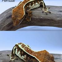 Geco Ciliatus Cappuccino