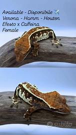 Geco Ciliatus Cappuccino