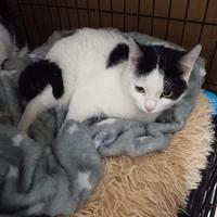 Venere gattina 5 mesi