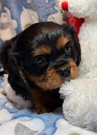 Cucciolo di cavalier king