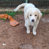 Cucciolo abbandonato vuole affetto