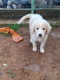 Cucciolo abbandonato vuole affetto