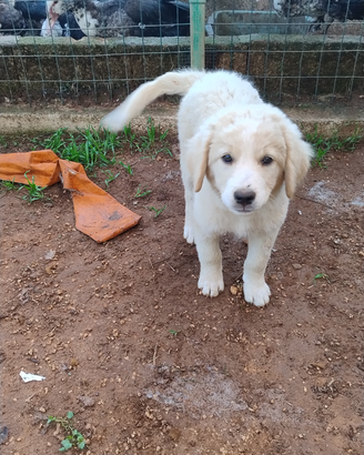 Cucciolo abbandonato vuole affetto