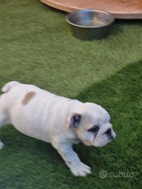 Bulldog inglese