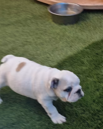 Bulldog inglese
