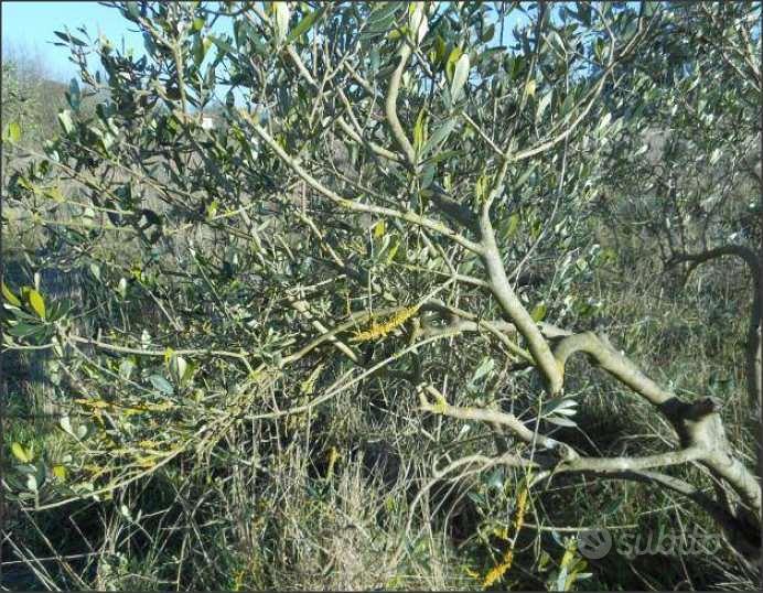 Terreno Agricolo a Latina - Altro