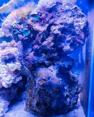 Rocciata viva matura acquario marino coralli