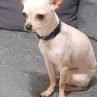 Chihuahua toy per monta