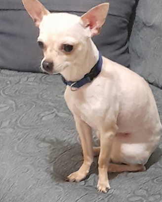 Chihuahua toy per monta