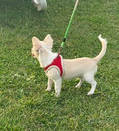 Cucciolo di Chihuahua con Pedigree Enci