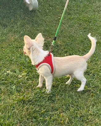 Cucciolo di Chihuahua con Pedigree Enci
