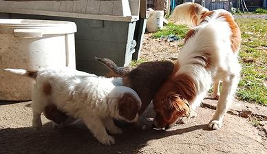 Cuccioli di piccola taglia appena svezzati