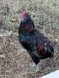 Gallo