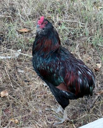 Gallo