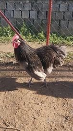Gallo Australorp Blu